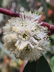 Eucalyptus pauciflora pauciflora