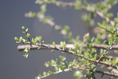 Bursaria spinosa