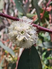 Eucalyptus pauciflora pauciflora