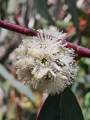 Eucalyptus pauciflora pauciflora