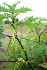 Girardinia diversifolia