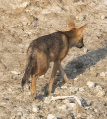 Canis aureus syriacus
