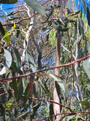 Eucalyptus pauciflora pauciflora