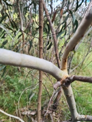 Eucalyptus pauciflora pauciflora