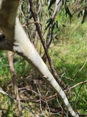 Eucalyptus pauciflora pauciflora