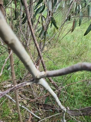 Eucalyptus pauciflora pauciflora