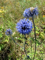 Echinops ritro ruthenicus