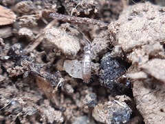 Collembola