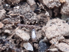 Collembola