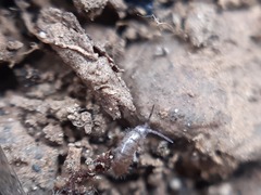 Collembola