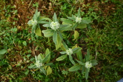Leucas