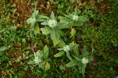 Leucas