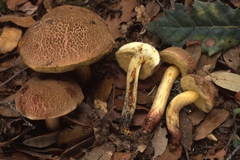 Xerocomellus cisalpinus