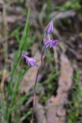 Thelymitra megcalyptra