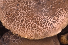 Xerocomellus cisalpinus