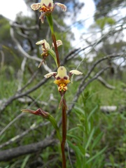 Diuris pardina