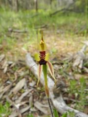 Caladenia toxochila