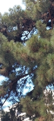 Pinus brutia eldarica