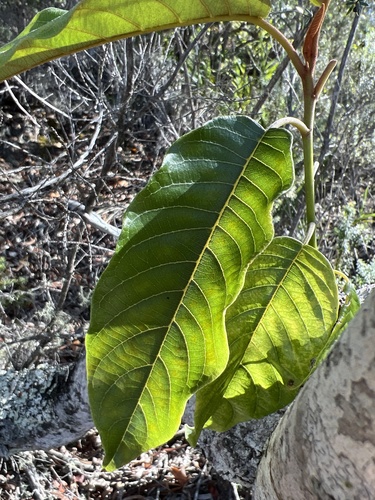 Alphitonia ponderosa