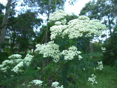 Ozothamnus diosmifolius