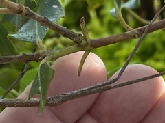 Anchiale austrotessulata