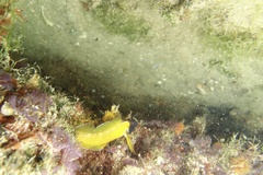 Tripterygion delaisi