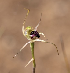 Caladenia conferta