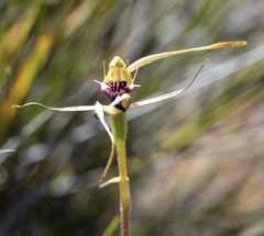 Caladenia conferta