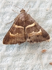 Grammodes stolida