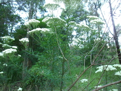 Ozothamnus diosmifolius
