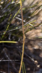Caladenia conferta