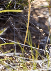Caladenia conferta