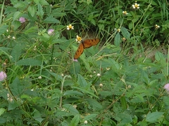 Acraea terpsicore