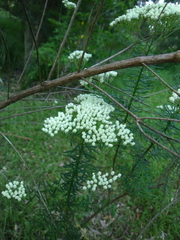 Ozothamnus diosmifolius