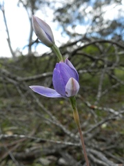 Thelymitra megcalyptra
