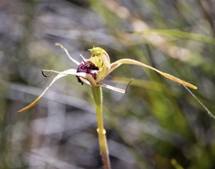 Caladenia conferta