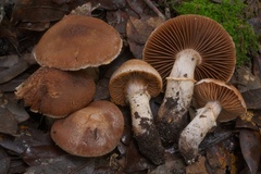 Cortinarius torvus