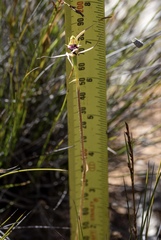 Caladenia conferta