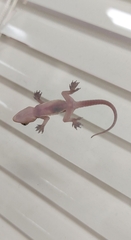 Hemidactylus flaviviridis