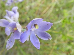 Thelymitra megcalyptra