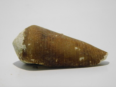 Conus terebra