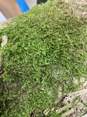 Homalia trichomanoides