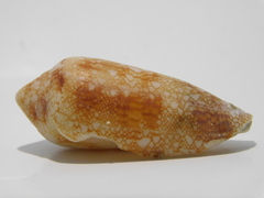 Conus aureus