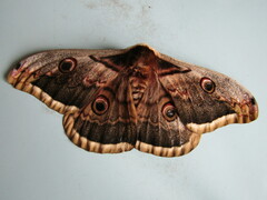 Saturnia pyri