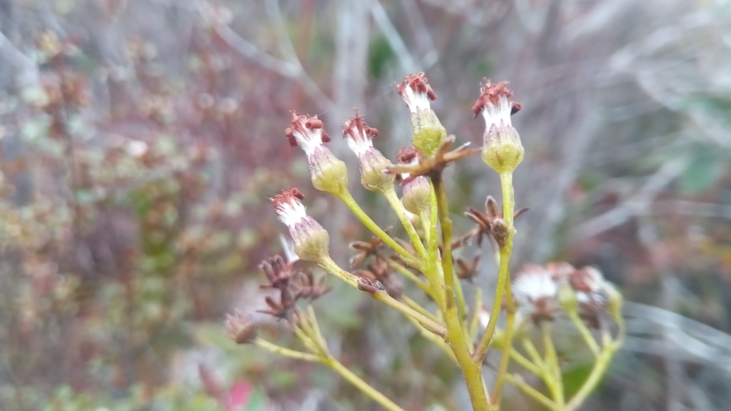 Hubertia myricifolia