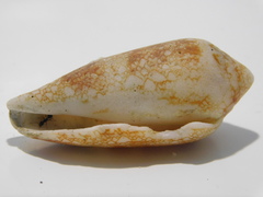 Conus aureus