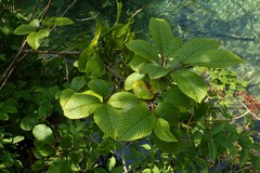 Rhamnus fallax