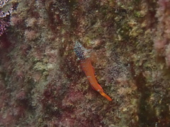 Tripterygion melanurus