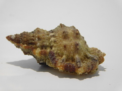 Dulcerana granularis