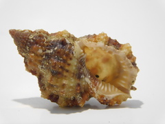 Dulcerana granularis